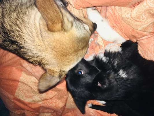 Wo habt ihr eure Hunde her ?-Beitrag-Bild