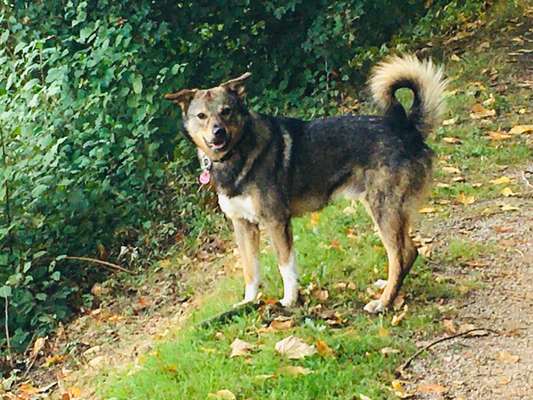 Welpen Bilder !-Beitrag-Bild