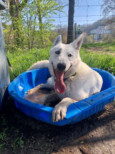 Dogorama-Monats-Challenge-Mai "Wasser"-Beitrag-Bild