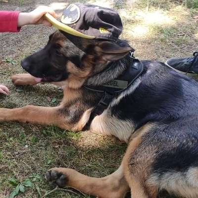 Hundetreffen-Spielpartner gesucht