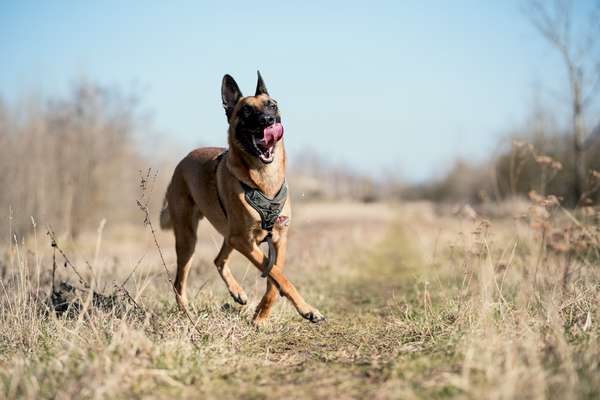 Hundetreffen-Spiel- und Spazierrunden-Bild