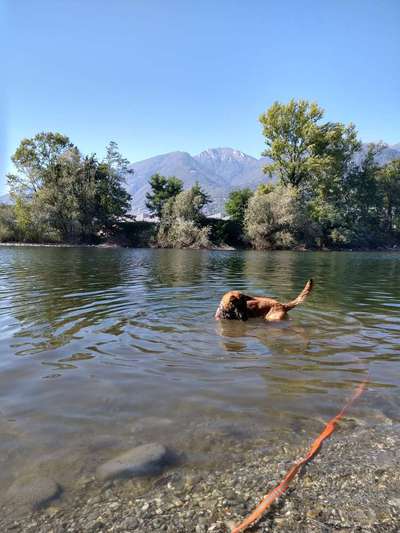 Alles rund um den Schäferhund, diskutieren erwünscht.-Beitrag-Bild
