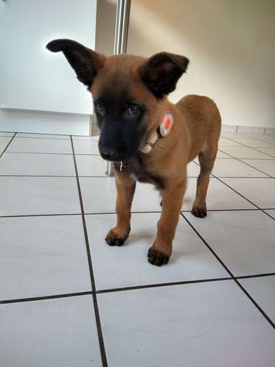 Welpen Bilder !-Beitrag-Bild