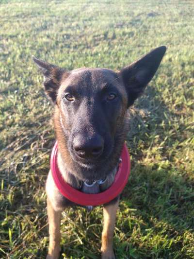 Alles rund um den Schäferhund, diskutieren erwünscht.-Beitrag-Bild