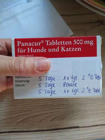 Alles rund um den Schäferhund, diskutieren erwünscht.-Beitrag-Bild