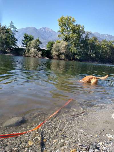 Alles rund um den Schäferhund, diskutieren erwünscht.-Beitrag-Bild
