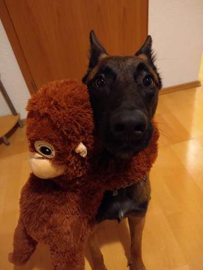 Der Lieblingsplüschi eures Vierbeiners-Beitrag-Bild