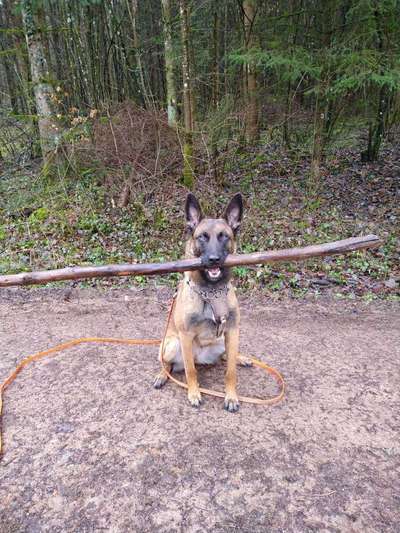 Alles rund um den Schäferhund, diskutieren erwünscht.-Beitrag-Bild