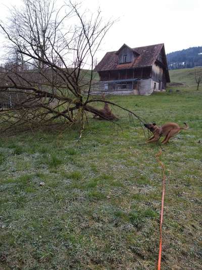 Knüppel aus dem Wald Foto Wettbewerb-Beitrag-Bild