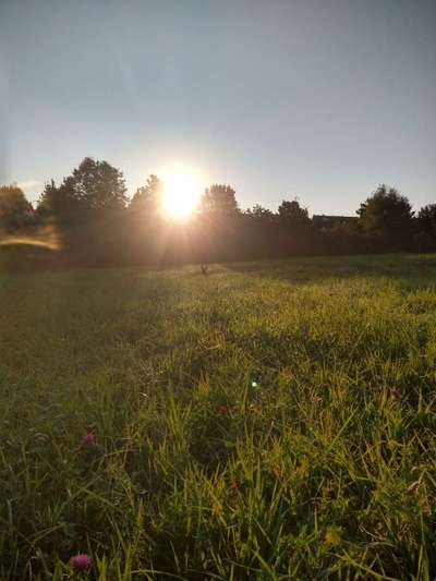 Dogorama Photo Challenge - Tarnung ist alles-Beitrag-Bild