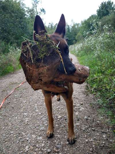Alles rund um den Schäferhund, diskutieren erwünscht.-Beitrag-Bild