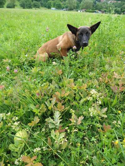 Alles rund um den Schäferhund, diskutieren erwünscht.-Beitrag-Bild