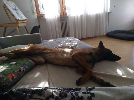 Alles rund um den Schäferhund, diskutieren erwünscht.-Beitrag-Bild