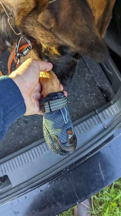 Alles rund um den Schäferhund, diskutieren erwünscht.-Beitrag-Bild