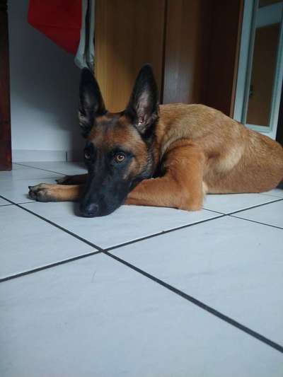 Alles rund um den Schäferhund, diskutieren erwünscht.-Beitrag-Bild