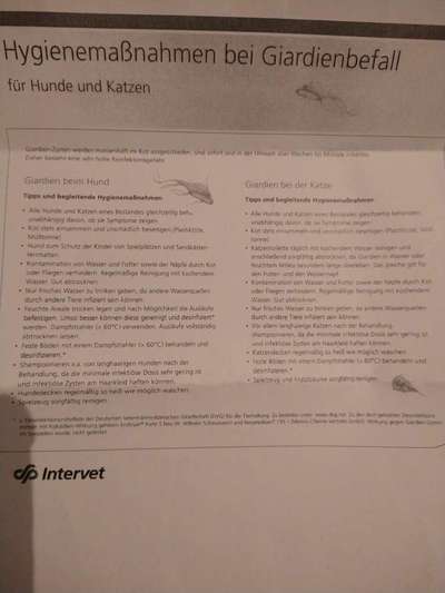 Alles rund um den Schäferhund, diskutieren erwünscht.-Beitrag-Bild