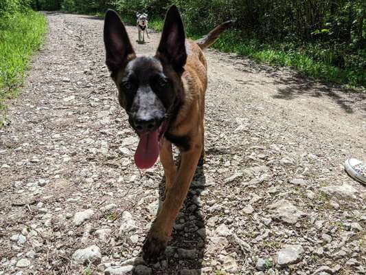 Tongue Out Tuesday-Beitrag-Bild