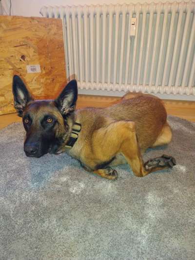 Alles rund um den Schäferhund, diskutieren erwünscht.-Beitrag-Bild