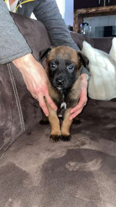 Alles rund um den Schäferhund, diskutieren erwünscht.-Beitrag-Bild