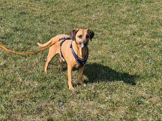 Mischlinge raten - Rätselspaß-Beitrag-Bild