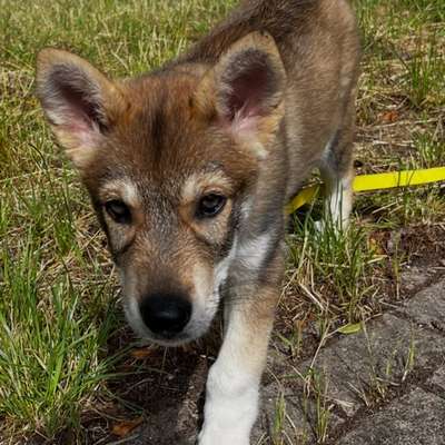 Hundetreffen-Welpentreff Trudering f. mittl. bis größere Hunde, Spiel Spaß und Sozialverhalten-Bild