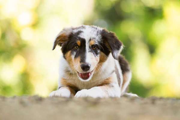 Giftköder-Welpen-Shooting-Bild