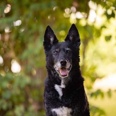 Tierfotografen-Cornelia Brickum Hundefotografie-Bild