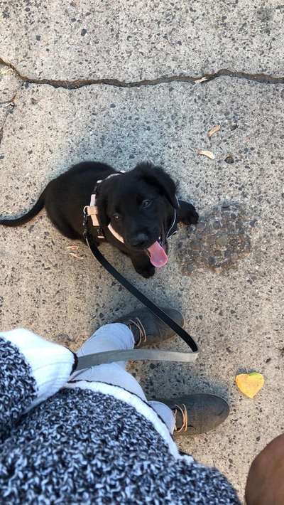 Welpen Bilder !-Beitrag-Bild