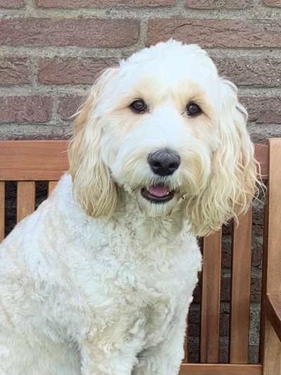 Goldendoodle?-Beitrag-Bild