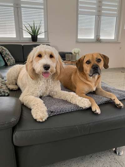 Bester Freund, Hundekumpel - zeigt her!-Beitrag-Bild