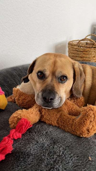 Puggle-Beitrag-Bild