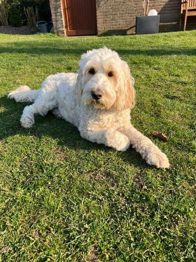 Goldendoodle-Beitrag-Bild