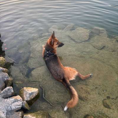 Hundetreffen-Hundesitter-Bild
