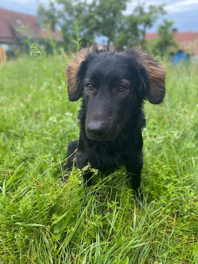 Hundetreffen-Gassi gehen || spielen-Bild