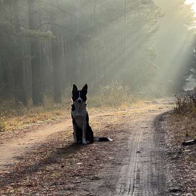 Hundetreffen-Hunderunde in Senftenberg und Umgebung 🥾 🐾-Bild