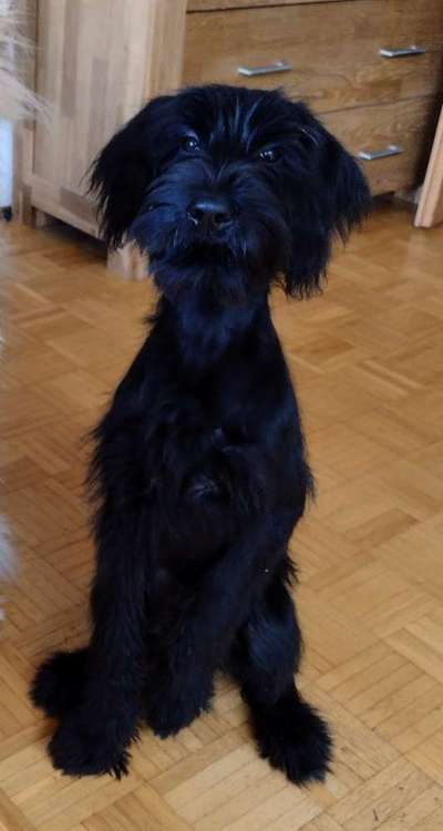 Wo sind die Riesenschnauzer?-Beitrag-Bild