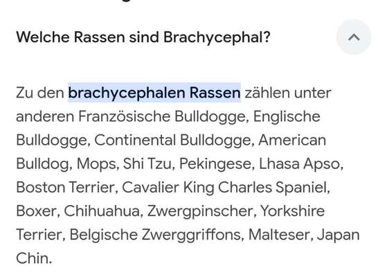 American Bully – Neue Einstufung als gefährlicher Hund in Braunschweig-Beitrag-Bild