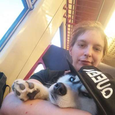 Hundetreffen-Sielrunde, Training und Co