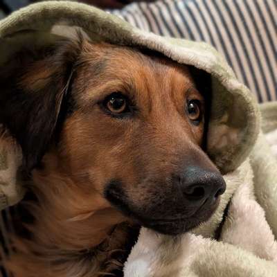 Hundetreffen-Spielen, Gassi-Bild