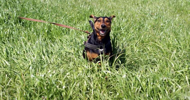 Die Dogorama Kalender Challenge 4/4-Beitrag-Bild