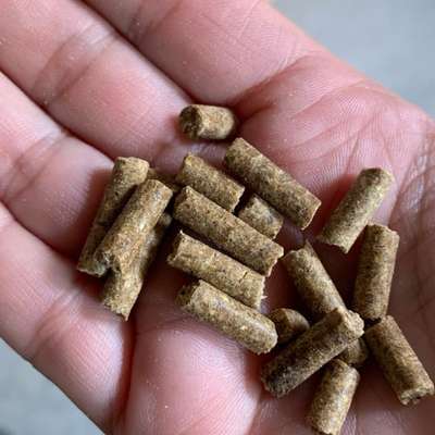 Trockenfutter mit winzigen Kroketten gesucht-Beitrag-Bild