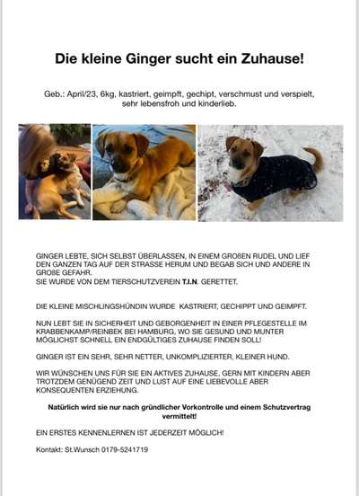 TierschutzhundeStammtisch🐕-Beitrag-Bild