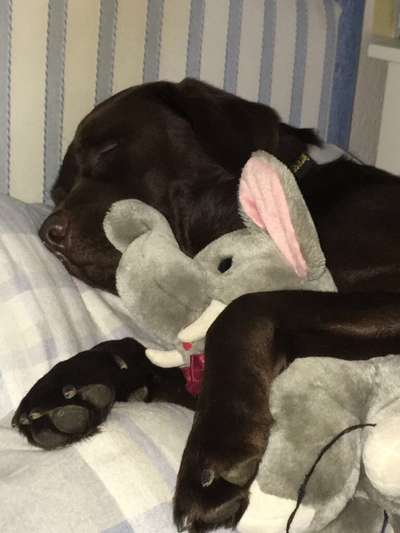 Labradorfans-Beitrag-Bild