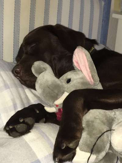 Der Lieblingsplüschi eures Vierbeiners-Beitrag-Bild