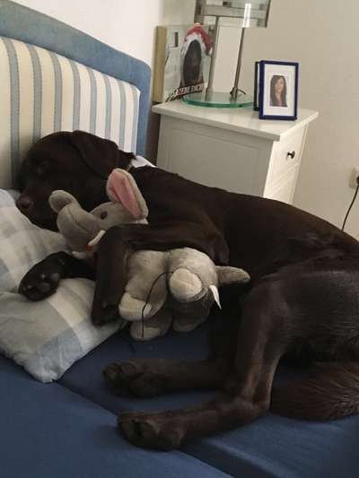 Labradorfans-Beitrag-Bild