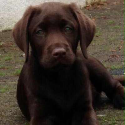 Welpen Bilder !-Beitrag-Bild