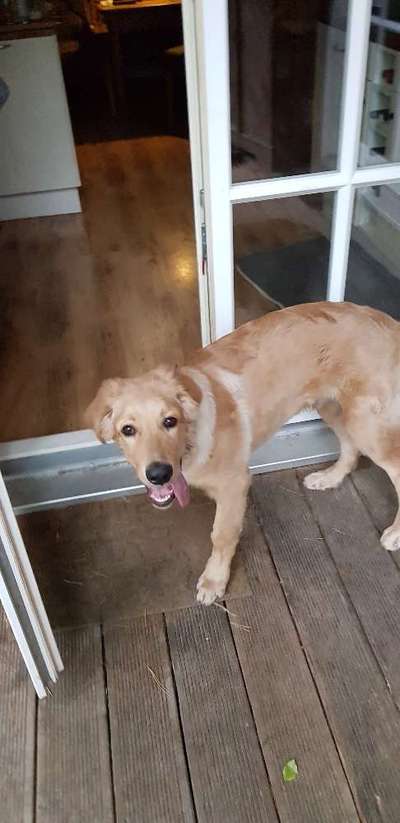 Hovawart-Beitrag-Bild