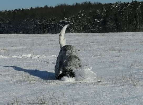 Zeigt die schönsten Schneebilder von eurer Fellnase ❄️-Beitrag-Bild