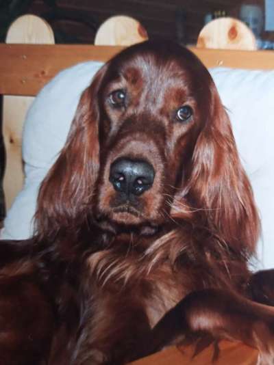 CHALLENGE NR. 19 - Der Hundeblick-Beitrag-Bild