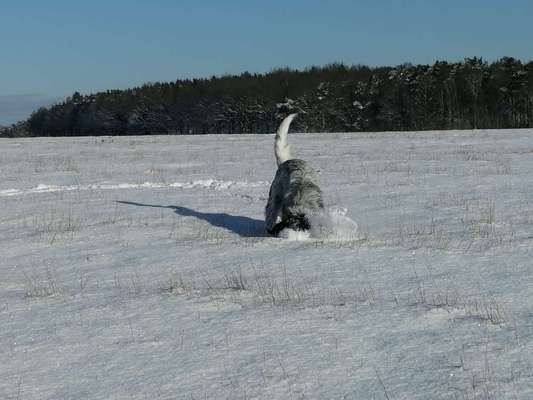 Schneenasen-Beitrag-Bild